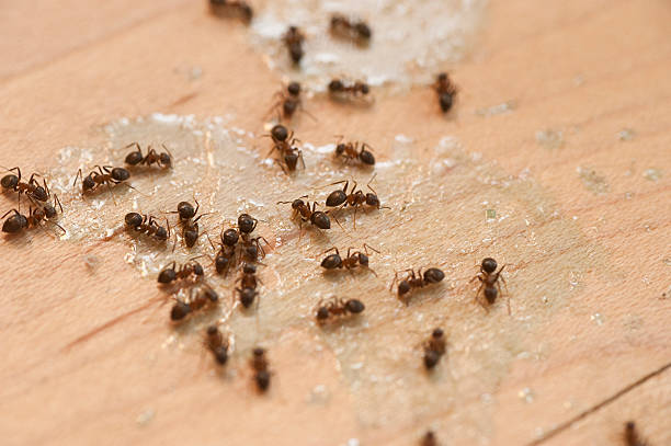 Best Emergency Pest Control  in Citrus Hills, FL