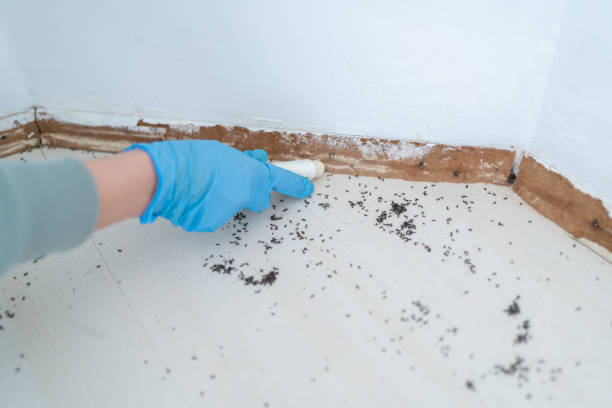 Best Ant Control Services  in Citrus Hills, FL
